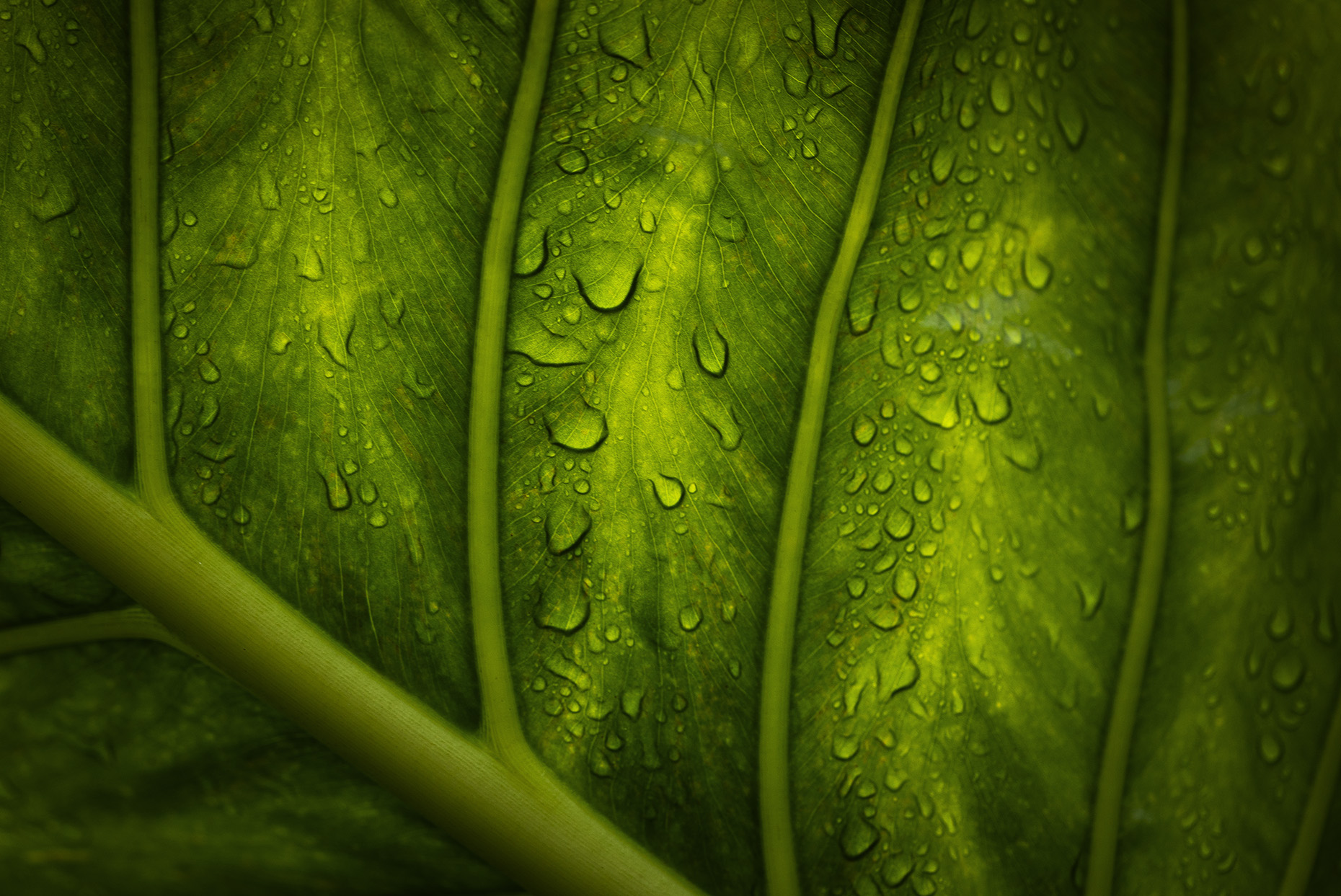 Close up of large green leaf, My Backyard.Paul Scott, personal project.